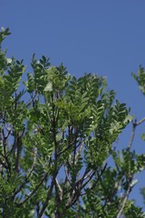 Ptaeroxylon obliquum
