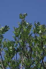 Ptaeroxylon obliquum