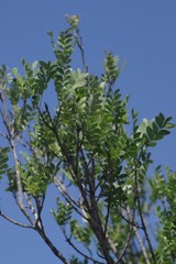 Ptaeroxylon obliquum