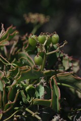 Cyphostemma quinatum