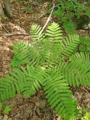 interrupted fern (Osmunda claytoniana)