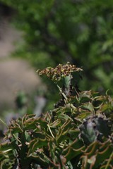 Cyphostemma quinatum