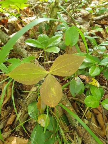 painted trillium (Trillium undulatum)