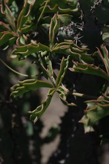 Cyphostemma quinatum