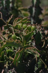 Cyphostemma quinatum