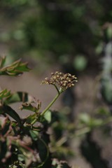 Cyphostemma quinatum