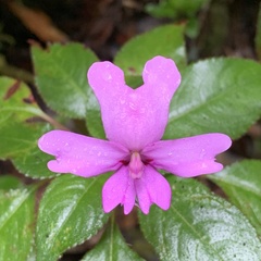 Impatiens kinabaluensis
