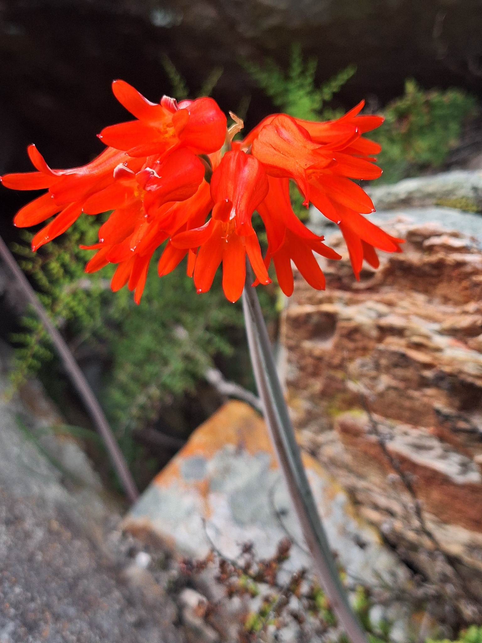 Van Stadens Firelily (Cyrtanthus staadensis)