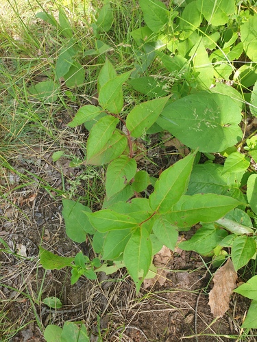 Northern Bush Honeysuckle (Diervilla lonicera)