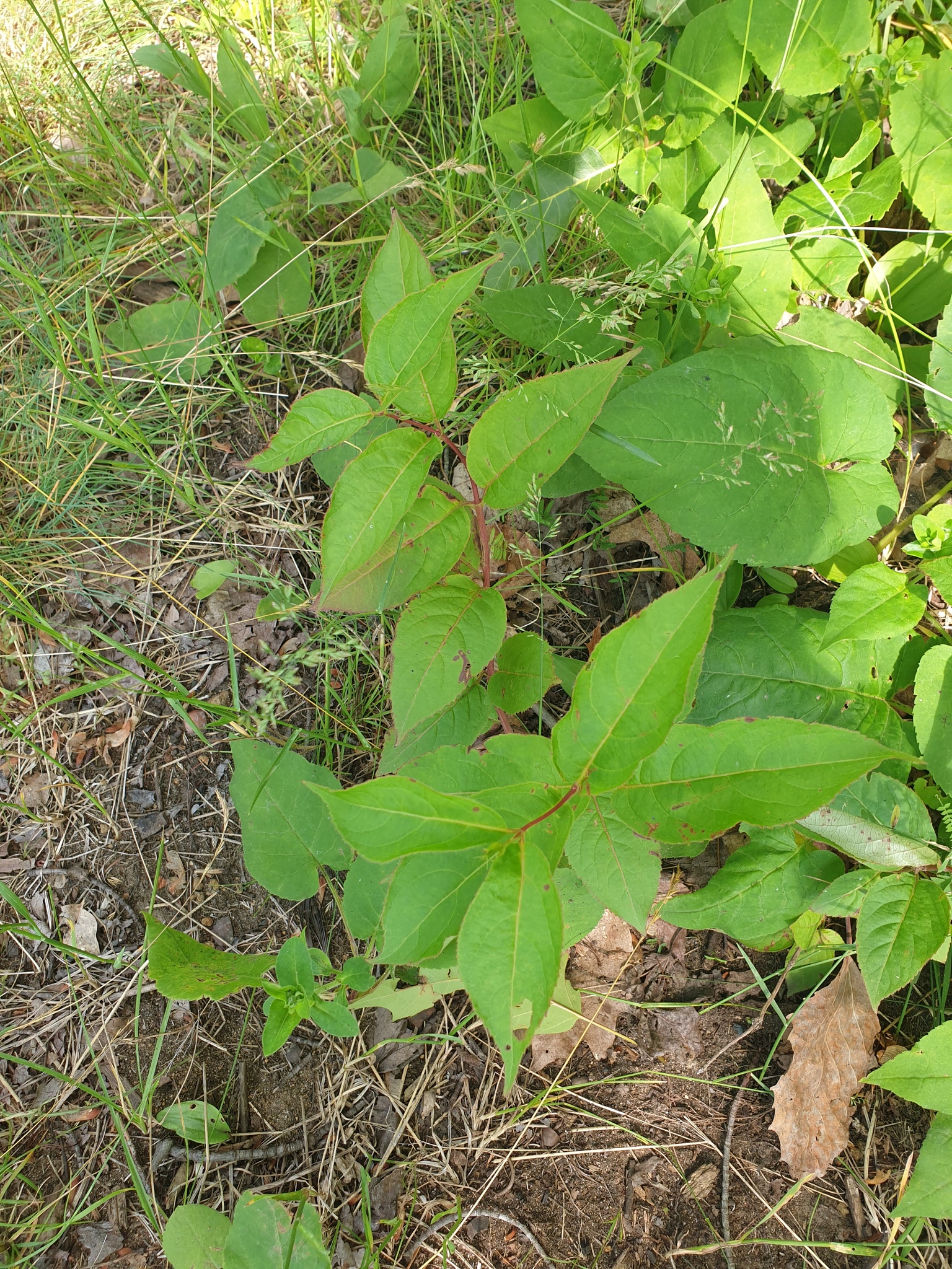Northern Bush Honeysuckle (Diervilla lonicera)