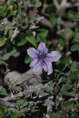 Ruellia cordata