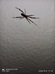 Episinus