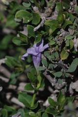 Ruellia cordata