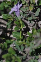 Ruellia cordata