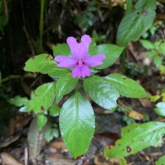 Impatiens kinabaluensis