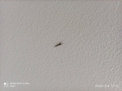 Episinus