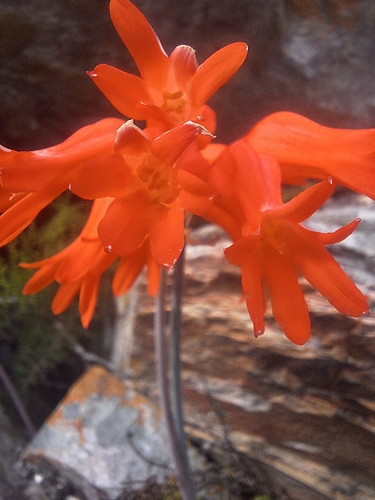 Cyrtanthus staadensis