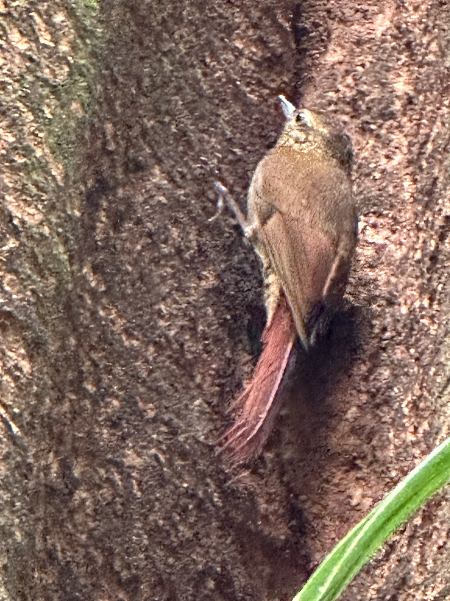 Wedge-billed Woodcreeper (Glyphorynchus spirurus), photo 7