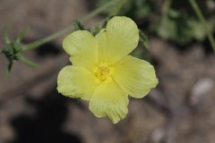 Hibiscus aridus
