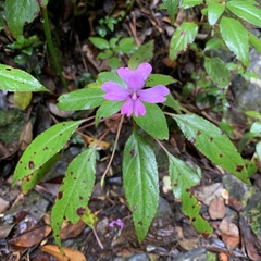 Impatiens kinabaluensis