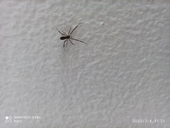 Episinus