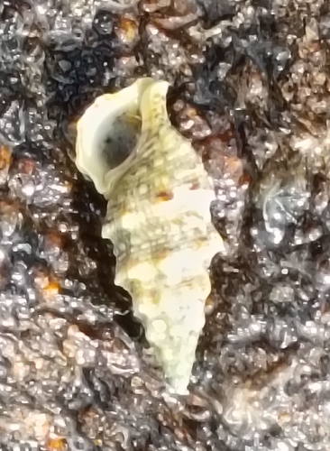 Thericium vulgatum