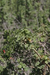 Pelargonium inquinans