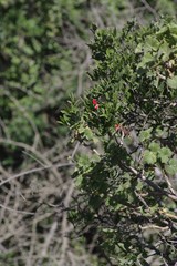 Pelargonium inquinans