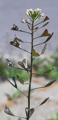 Capsella bursa-pastoris