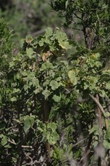 Pelargonium inquinans