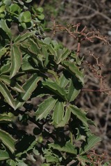 Cyphostemma quinatum