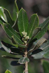 Ozoroa mucronata