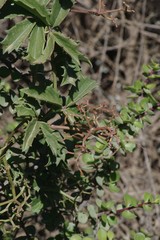 Cyphostemma quinatum