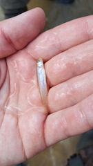 Notropis longirostris