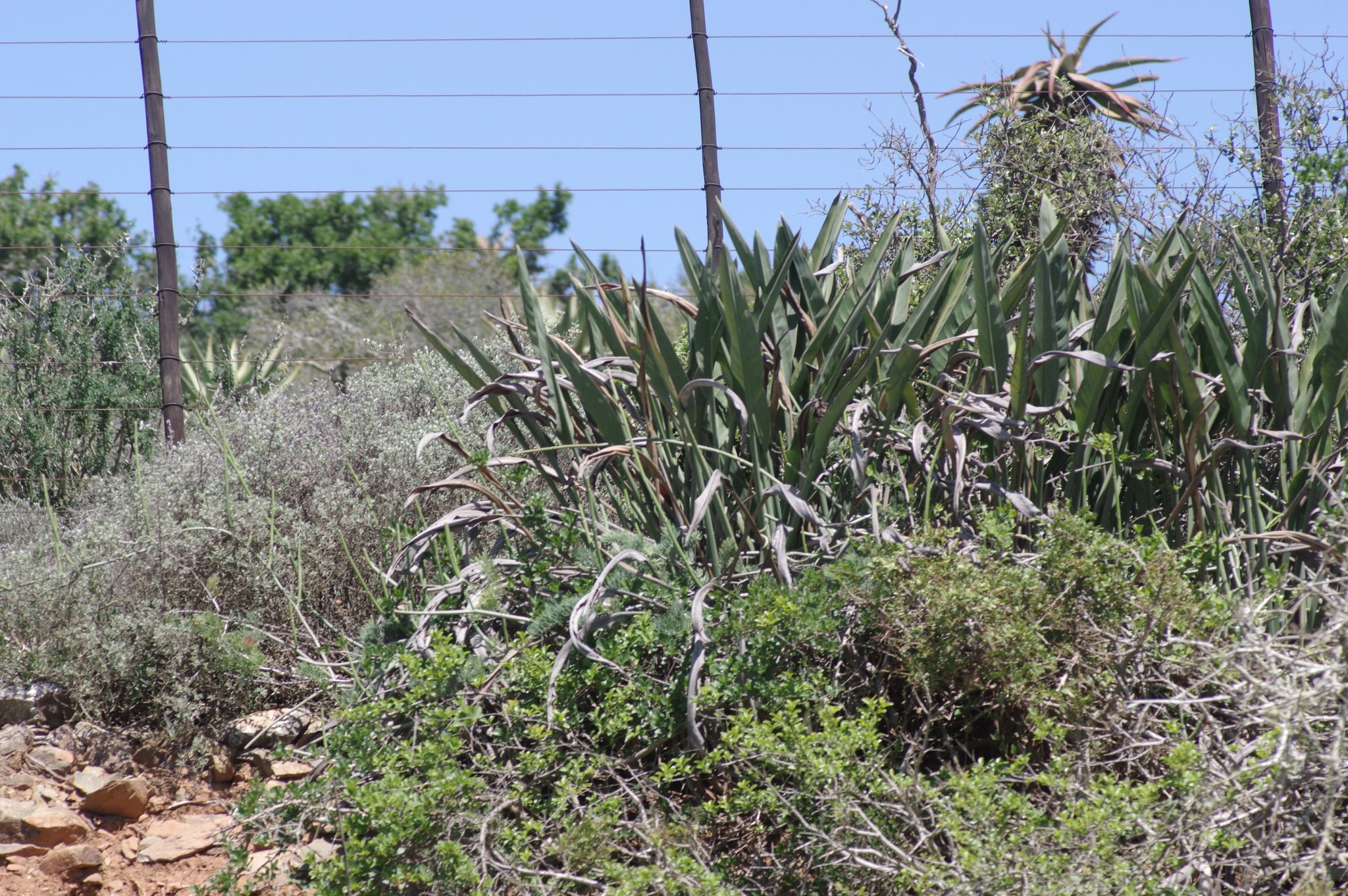 Flor de Ave del Paraíso (Strelitzia reginae) · NaturaLista Mexico