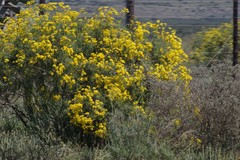Senecio linifolius
