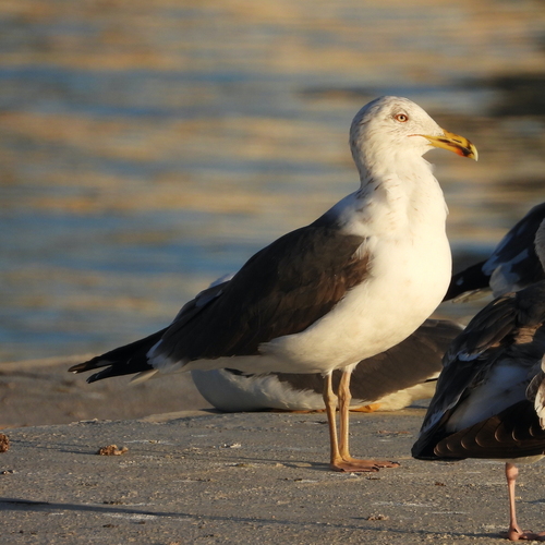 Avistamiento Gaviota Dorsinegra Menor