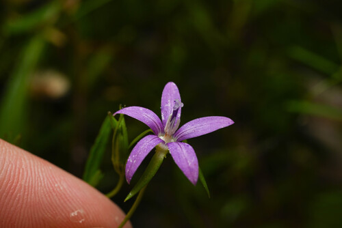 Florida bellflower (Rotanthella floridana)