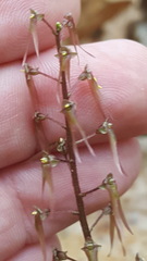 Neottia bifolia