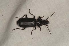 Gigadema