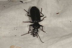 Gigadema