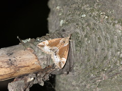 Hypena crassalis