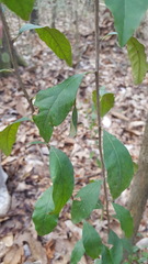 Sideroxylon lycioides