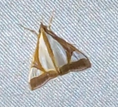 Agrioglypta eurytusalis