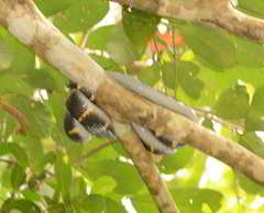 Boiga melanota