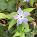 Intermediate Periwinkle - Photo (c) seemore23, some rights reserved (CC BY-NC)