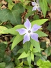 Intermediate Periwinkle - Photo (c) seemore23, some rights reserved (CC BY-NC)