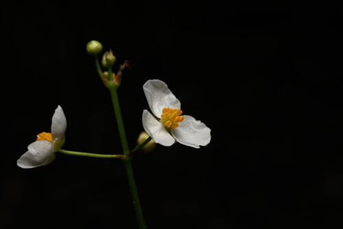 Chapman's Arrowhead (Sagittaria chapmanii)