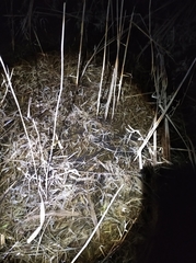 Bufo sachalinensis