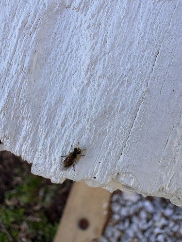 Unknown species found near N Ymca St, Greenville, SC, US